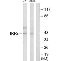 IRF2 antibody