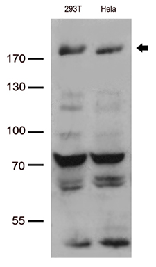 IRF2BP1 Antibody