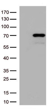 IRF2BP1 Antibody