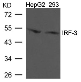 IRF3 Antibody