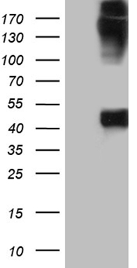 IRF3 Antibody