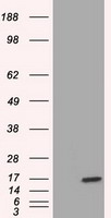 IRF3 Antibody