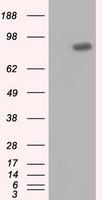 IRF3 Antibody