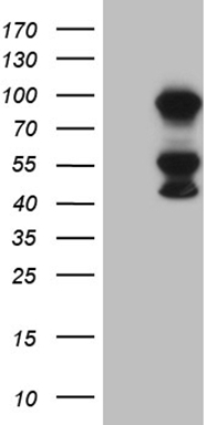 IRF3 Antibody