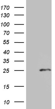 IRF3 Antibody