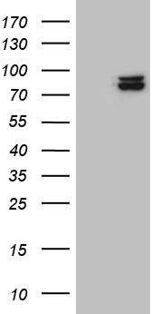 IRF3 Antibody