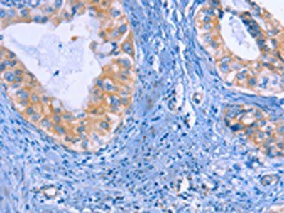 IRF3 Antibody