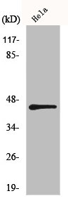 IRF3 Antibody