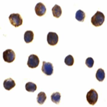 IRF3 Antibody