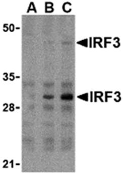 IRF3 Antibody