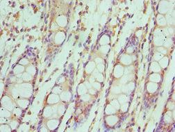 IRF4 Antibody