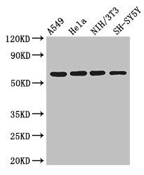 IRF5 Antibody