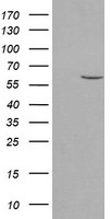 IRF6 Antibody