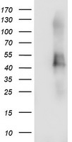 IRF6 Antibody