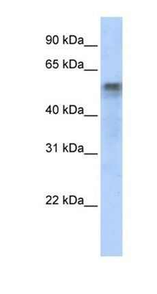 IRF6 antibody