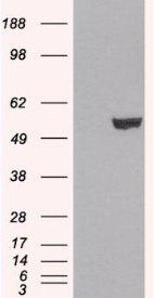 Goat anti-IRF6 Antibody