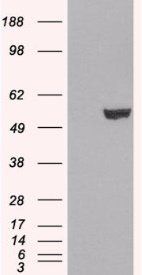 IRF6 antibody