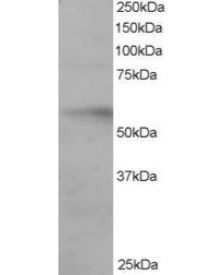 Goat anti-IRF6 Antibody