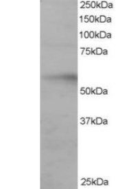 IRF6 antibody