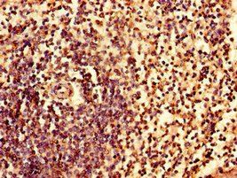 IRF7 Antibody