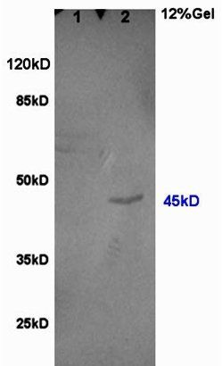 IRF7 (phospho-Ser471/472) antibody