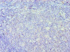 IRF8 Antibody