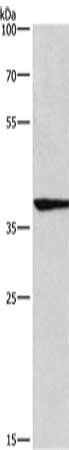 IRF9 Antibody