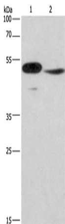 IRF9 Antibody