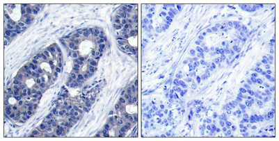 IRS1 (Ab-636) Antibody