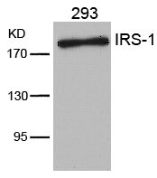IRS1 (Ab-636) Antibody