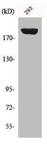 IRS1 Antibody