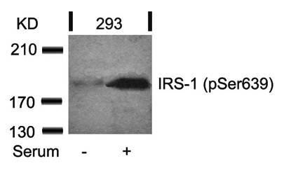 IRS (Phospho-Ser639) Antibody