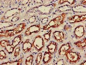 IRS2 Antibody