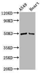 IRX6 antibody