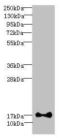 ISCA2 Antibody