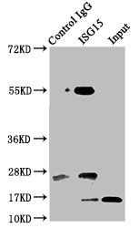 ISG15 Antibody