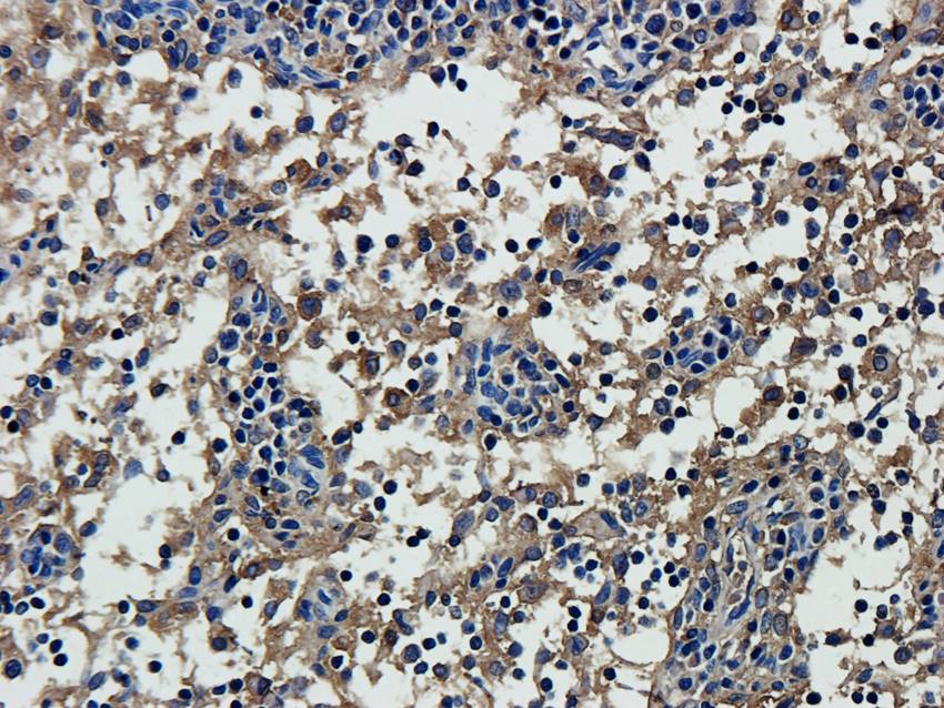 ISG15 antibody