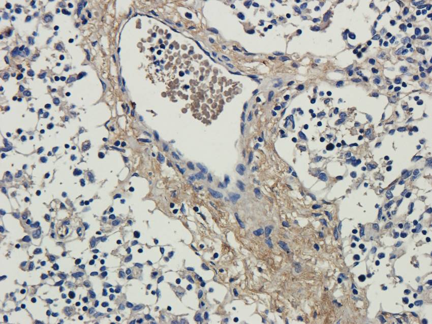 ISG15 antibody