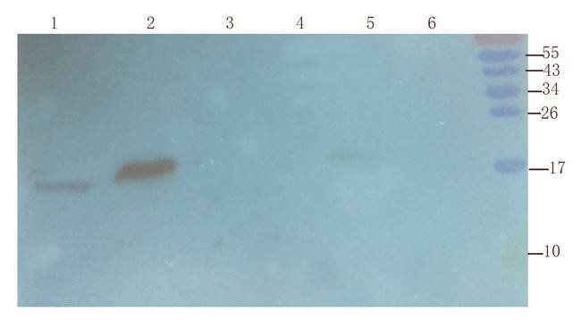 ISG15 antibody