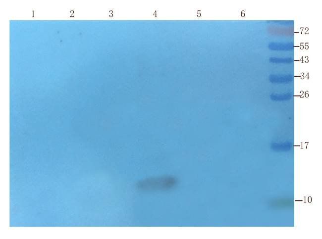 ISG15 antibody