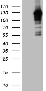 ISL1 Antibody