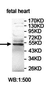 ISLR Rabbit Polyclonal Antibody
