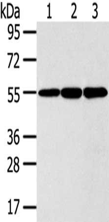 ISM2 antibody