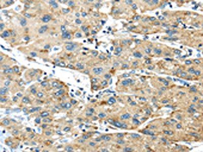 ISM2 Antibody