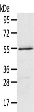 ISM2 antibody