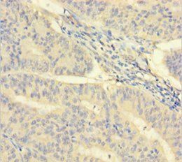 ISX Antibody