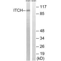 ITCH (Ab-420) antibody