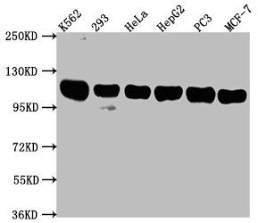 ITCH Antibody
