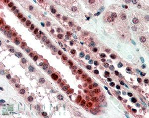 Goat anti-TCF3 / ITF1 Antibody