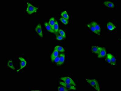 ITGA1 antibody